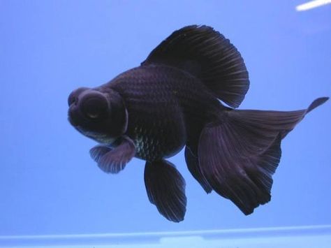 Aquarist Classifieds Types Of Goldfish, Black Moor Goldfish, Goldfish Breeding, Big Eyed Fish, Black Goldfish, Comet Goldfish, Goldfish Types, Pet Goldfish, Fancy Goldfish