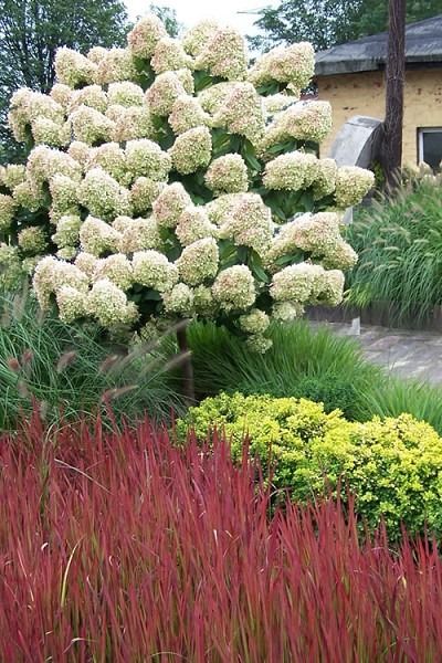 Wilson Bros Gardens   Limelight Hydrangea Topiary Tree! See more pics & get all the details here- https://www.wilsonbrosgardens.com/Limelight-PeeGee-Hydrangea-paniculata-5-gallon-tree.html  With its huge, 8-12" long snow cone-shaped flower clusters, the Limelight Hydrangea Tree puts on a spectacular show of color in the garden mid-summer through fall!  See all of our topiary plants here- https://www.wilsonbrosgardens.com/live-topiary-plants.html Limelight Hydrangea Tree, Live Topiary, Nikko Blue Hydrangea, Propagating Hydrangeas, Hydrangea Tree, Hydrangea Shrub, Topiary Tree, Panicle Hydrangea, Limelight Hydrangea