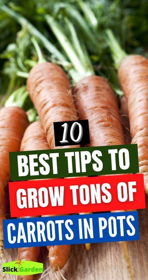 10 best tips to grow tons of carrots in pots. The seedlings of carrots cannot be transplanted well so it is suggested that you should sow the seeds directly in the containers. Carrot Seedlings, Growing Plants From Seeds, Grow Carrots, Growing Cilantro, Growing Carrots, Small Vegetable Gardens, Grow Food, Home Grown Vegetables, Grow Vegetables