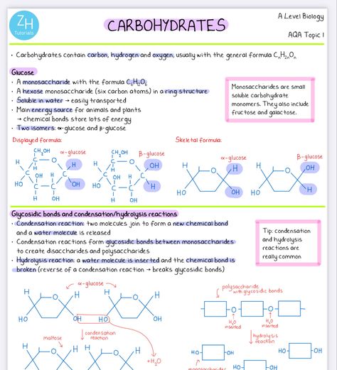 Ocr Biology A Level, Biological Molecules A Level, Revision Notes Biology Alevel, Gcse Biology Revision Notes Edexcel, Alevel Bio Notes, A Level Biology Notes Aqa, Carbohydrates Notes Biology, Aqa A Level Biology, As Level Biology