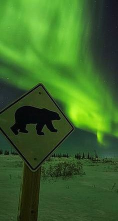 Northern Lights near Churchill, MB #by Drew Hamilton Northern Lights Canada, Churchill Canada, Things To Do In Norway, Churchill Manitoba, Magical Sky, Aurora Borealis Northern Lights, See The Northern Lights, The Great White, The Aurora