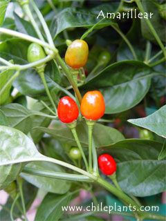 AMARILLEAR PEPPERS Pepper Varieties, Growing Plants From Seeds, Hot Pepper Seeds, Garden Scissors, Compost Tea, Hot Peppers, Pepper Plants, Pepper Seeds, Organic Seeds