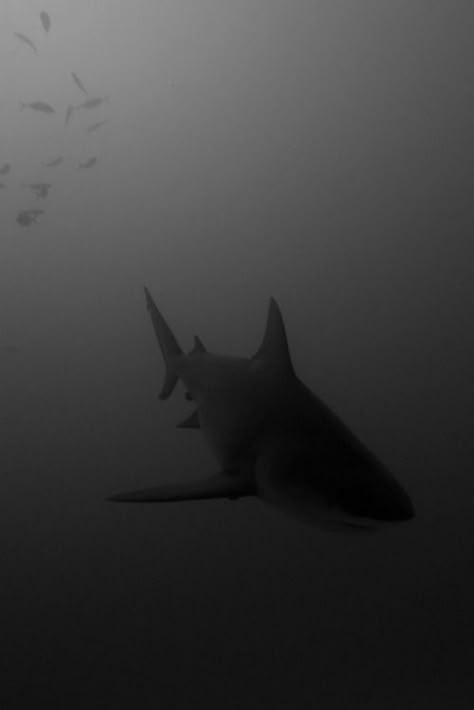 - ̗̀ 𝘱𝘪𝘯𝘯𝘦𝘥 𝘧𝘳𝘰𝘮 𝘢𝘷𝘰𝘤𝘢𝘵𝘩𝘰𝘵 ̖́- Scary Ocean, Shark Tale, Shark Photos, Shark Pictures, Bull Shark, Shark Art, Deep Blue Sea, Shark Week, Great White Shark