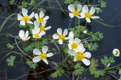 Uk Native Garden Plants, Pond Planting, Wild Gardening, Wildlife Ponds, Bog Witch, Container Pond, Wildlife Pond, Mini Pond, Pets At Home