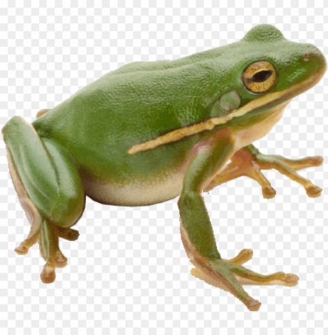 Transparent Images Png, Frog Wizard, Sk8 Board, Frog Png, Background Png Images, Board Collage, Poison Frog, Photoshop Png, Green Tree Frog