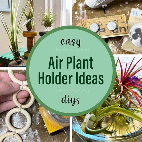 Hanging Air Plants Diy, Plant Holder Diy, Types Of Air Plants, Air Plants Diy, Air Plant Garden, Plant Display Ideas, Air Plants Decor, Air Plants Care, Air Plant Display