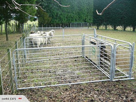 Portable Sheep Yards Bison Farming, Small Car Trailer, Pig Fence, Dorper Sheep, Sheep Fence, Pig Feeder, Cattle Corrals, Sheep Pen, Goat Shed