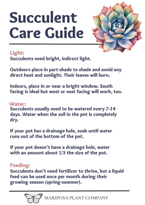 Caring for succulents can be daunting. This simple graphic guide can help!! Succulents Care Guide, Succulents Care Tips, Succulent Care For Beginners, Caring For Succulents Indoor, How To Care For Succulents, Succulent Care Indoor, Caring For Succulents, Homemade Plant Food, Succulent Care Instructions