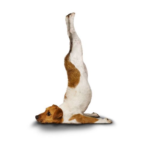 Granger demonstrates the inverted locust, or Viparita Salabhasna Yoga Dog Pose, Chien Jack Russel, Dog Doing Yoga, Animal Yoga, Upward Facing Dog, Dog Calendar, Dog Poses, Dog Yoga, Dog Print Art