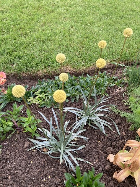 Craspedia globosa Beauty,
‘Billy’s Buttons’ Billy Buttons Garden, Craspedia Globosa, Billy Buttons, Plants, Flowers, Beauty