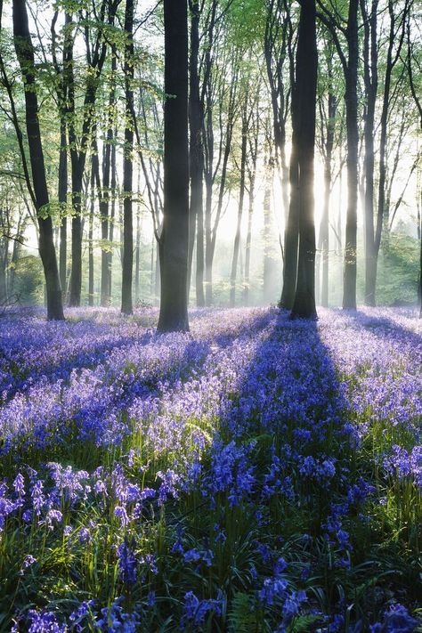 Bluebell Woodland, 숲 사진, Bluebell Woods, Hampshire England, Theme Nature, Spring Landscape, Beautiful Forest, Blank Paper, Peaceful Places