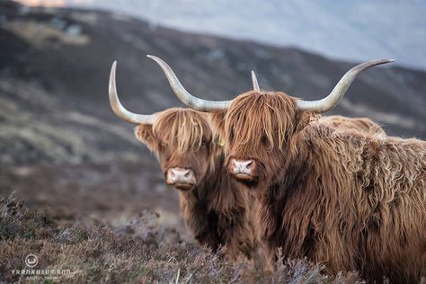 Highland Cow Wallpaper Laptop, Cow Wallpaper Laptop, High Land Cow, Highland Cow Wallpaper, Highlander Cows, Cow Patterns, Silver Soldering, Long Haired Cows, Scottish Animals