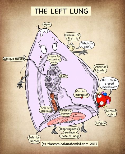 Respiratory System Archives - Page 2 of 3 - The Comical Anatomist Comical Anatomist, Medical School Humor, Lung Anatomy, Medicine Notes, Study Biology, Basic Anatomy And Physiology, Medical Student Study, Pharmacology Nursing, Nursing School Survival