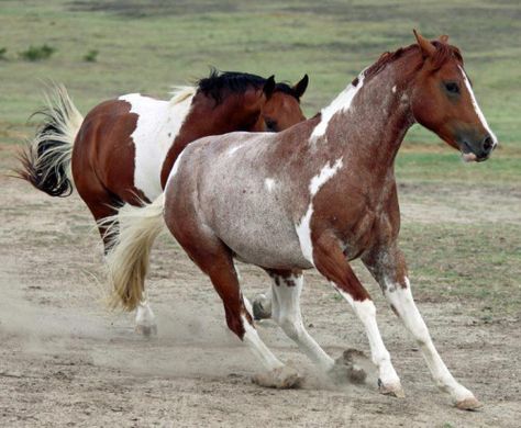 Fantasy Mounts, Rare Horse Breeds, Barn Cat, American Paint Horse, Pinto Horse, Beautiful Horse Pictures, Horse Inspiration, Mustang Horse, Paint Horse