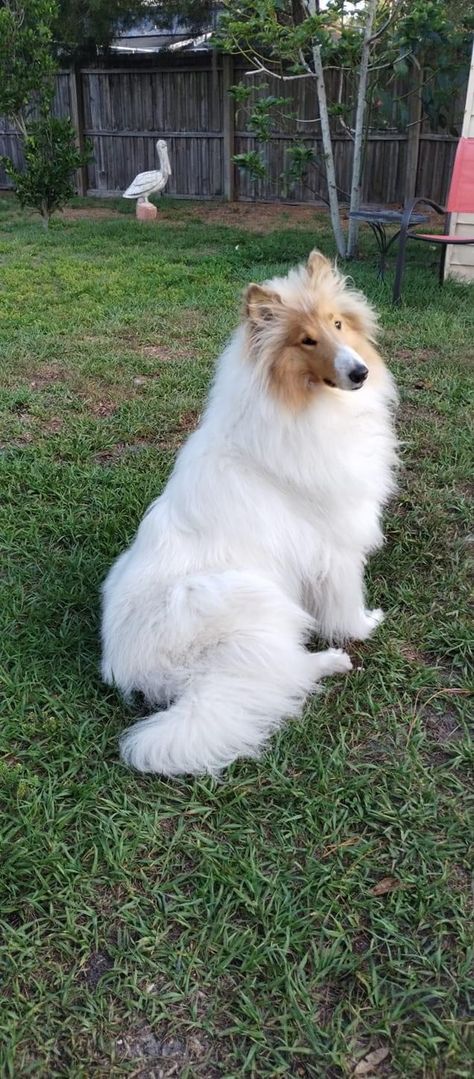 White Rough Collie, Rough Collie Service Dog, Shelty Dogs, Austrian Shepherd, Rough Collie Puppy, Rough Collies, Sheltie Dogs, Collie Puppies, Rough Collie