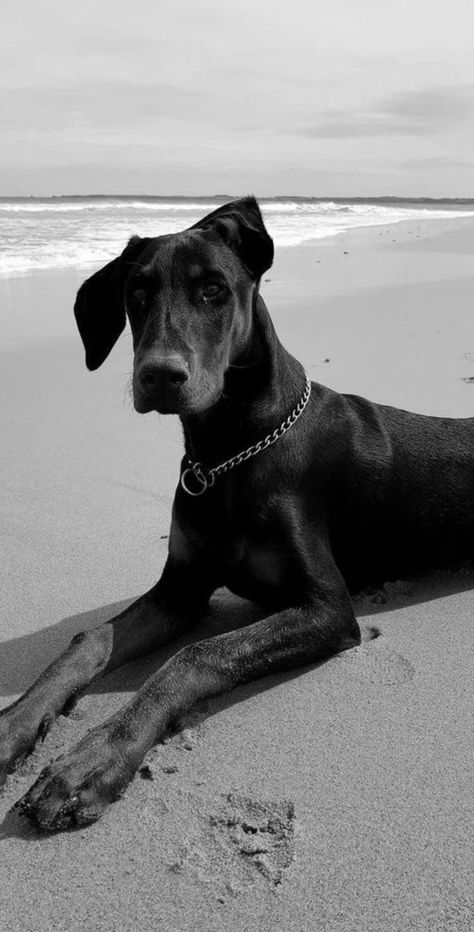 doberman w/o cropped ears chilling @ the beach looking fly Doberman Pinscher Without Cropped Ears, Doberman Ears Natural, Doberman Without Cropped Ears, Doberman Natural Ears, Natural Doberman, Doberman Natural, Doberman Pinscher Natural Ears, Black Doberman, Walking Dogs