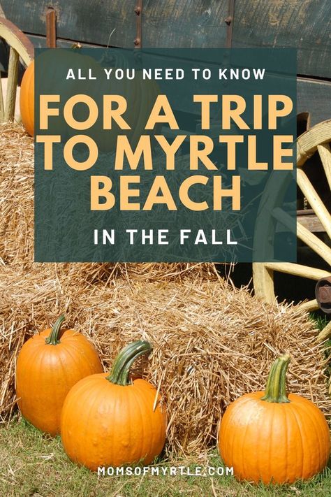 Taking a trip to Myrtle Beach in the fall is an excellent idea. Crowds are lower but the beach is still nice and there are tons of events happening! We've got a big list and links to more here! Myrtle Beach In The Fall, Beach In The Fall, Myrtle Beach Things To Do, Beach Mom, Beach Hippie, Beach Things, Myrtle Beach Vacation, Surfside Beach, Murrells Inlet