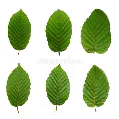 6 beech leafs. Isolated on white background , #Ad, #leafs, #beech, #Isolated, #background, #white #ad Beech Leaf, Botanical Inspiration, Cut Out Pictures, Aloe Green, Drops Of Water, Leaves Art, Leaf Images, Real Leaves, Aloe Leaf