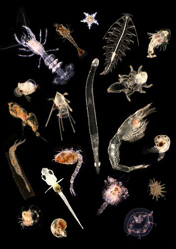 Plankton mix | Different plankton species found in the North… | Yannemann | Flickr Poseidon Aesthetic, North Sea, Sea Animals, Black Background, A Photo, Animals, Black