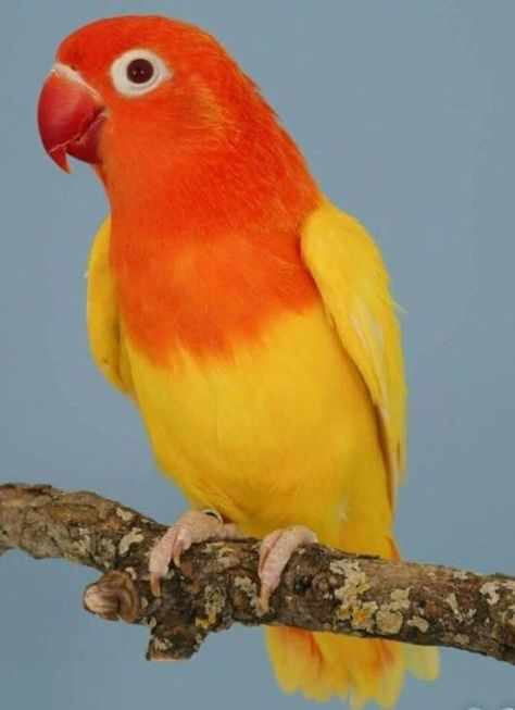 African Lovebirds, Love Birds Pet, Pigeon Pictures, Colorful Parrots, Love Bird, Bird Pictures, Tropical Birds, Exotic Birds, Funny Animal Memes