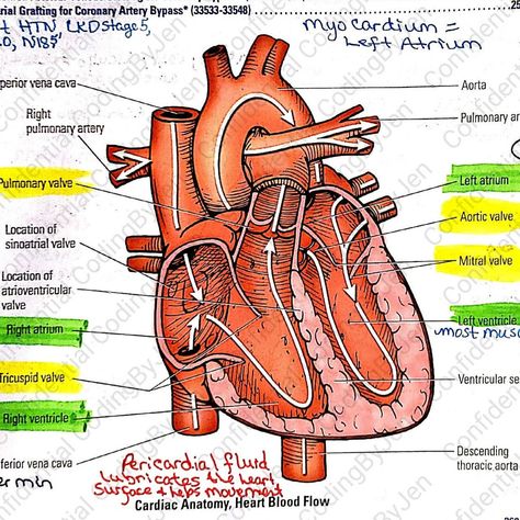 Cpc Exam, Cpt Codes, Exam Tips, Medical Billing And Coding, Billing And Coding, Exams Tips, Medical Coding, Guided Notes, Exam Prep