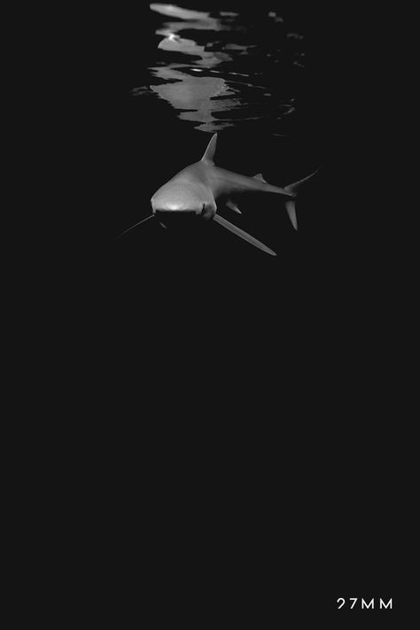 Black And White Shark Wallpaper, Shark Aesthetic Wallpaper, Sharks Wallpaper, Sea Black And White, Shark Background, Ocean Life Photography, Shark Wallpaper, Shark Pictures, Gym Wallpaper