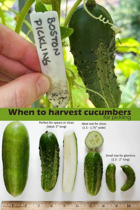 When to harvest cucumbers for pickling When To Harvest Cucumbers, Sliced Pickles, How To Store Cucumbers, Refrigerator Pickle Recipes, Cucumber Canning, Canning Pickles, Pickle Slices, Fermentation Recipes, Growing Cucumbers