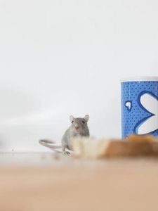 How to Keep Mice Out of Drawers: dryer sheets with Oleander and peppermint sachets. Uses For Dryer Sheets, Mice Repellent, Getting Rid Of Mice, Apartment Hunting, Bug Repellent, Diy Cleaners, Kitchen Drawers, Science Projects, Pest Control