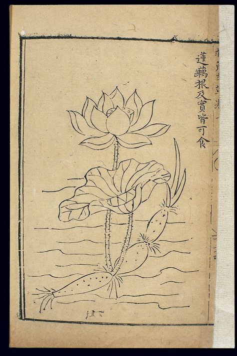 water lily japanese Lilly Pad Tattoo Water Lilies, Drawing Lotus Flower, Water Lily Drawing, Roots Drawing, Flower Tattoo On Ribs, Lotus Flower Drawing, Lotus Drawing, Water Lily Tattoos, Japanese Lotus