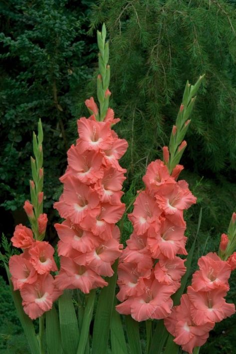 These perennials can be left to winter in the ground in warmer climates. Growing Gladiolus, Flower Gladiolus, Planting Vines, August Birth Flower, Gladiolus Flower, Gladioli, Blossom Garden, Sloped Garden, Garden Help