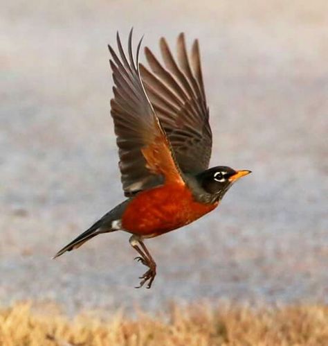 Robin in flight Robin Drawing, Robin Tattoo, Robin Pictures, Johnny Jump Up, Robin Redbreast, Bird Identification, Bird Quotes, American Robin, Robin Bird