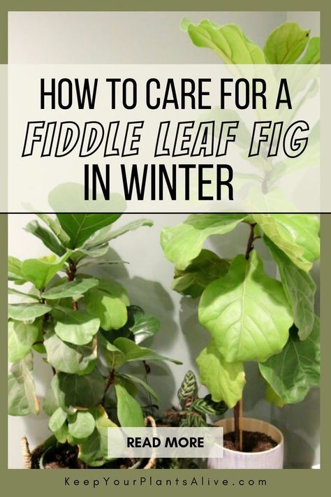 Learn how to care for a fiddle leaf fig in winter with essential tips to help your plant thrive during the colder months. From transitioning your plant indoors to managing lower light and humidity, we’ve got you covered. Fiddle Leaf Fig Care, Fiddle Tree, Fiddle Leaf Tree, Fig Plant, Fiddle Fig, Winter Reads, Indoor Trees, Indoor Plant Care, Fig Leaves