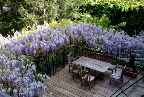 Wisteria fencing Vine Trellis, Short Hills, Front Fence, Garden Diary, Garden Oasis, Yard Design, Deck Garden, Farm Style, I Have Done