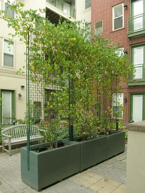 greenscreen� LA Expo 2012 Freestanding Trellis, Patio Layout Design, Patio Layout, Terrace Garden Design, Garden Privacy, Wall Garden, Backyard Garden Design, Garden Trellis, Roof Garden