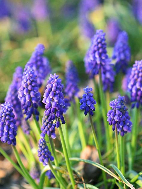 A beautiful spring-flowering bulb, grape hyacinths produce clusters of blue flowers in midspring: http://www.bhg.com/gardening/design/color/blue-flower-garden-ideas/?socsrc=bhgpin060114grapehyacinth&page=5 Types Of Blue Flowers, Blue Flowers Garden, Grape Hyacinth, Spring Flowering Bulbs, Garden Bulbs, Growing Grapes, Have Inspiration, Blue Garden, Spring Bulbs