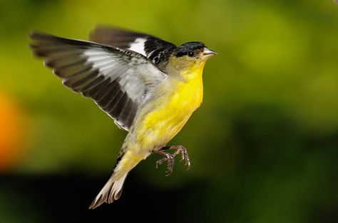 American Goldfinch flying Into The Unknown, Free Weight, Wild Creatures, Goldfinch, Too Soon, Bird Pictures, Bird Photo, Tattoos Ideas, Colorful Birds