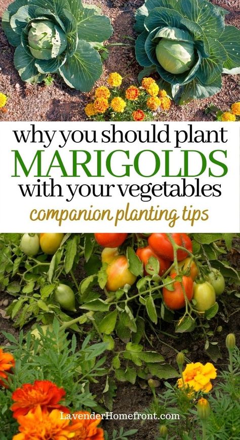 What To Plant In Vegetable Garden, Vegetable Garden Inspiration Backyards, Garden Food Recipes, Starting Vegetable Garden, Where To Plant Veggies In Garden, How To Grow Marigolds, Vegetable Garden Beautiful, New Garden Ideas, Tips For Planting Vegetable Garden