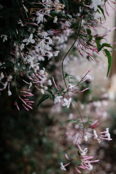 L|M Retreats | Sydney, Australia | Slow-Living Workshop - Local Milk Blog Glenmore House, Wild Gardens, Whimsical Florals, Pictures Of Jasmine, Aussie Girl, Jasmine Vine, Fairy Witch, Pink Jasmine, Local Milk