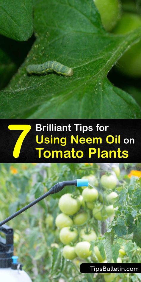 Been Oil For Plants, Neem Oil For Plants Pest Control, Neem Oil For Plants, Tomato Problems, Neem Tree, Tomato Growing, Practical Garden, Tomato Seedlings, Vegetable Plants