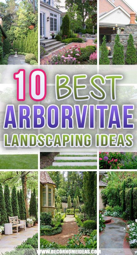 Arborvitae Landscaping Privacy Hedge, Arborvitae Landscaping Ideas, Evergreen Backyard, Arborvitae Fence, Emerald Arborvitae, Arborvitae Landscaping, Globe Arborvitae, Hedges Landscaping, Large Yard Landscaping