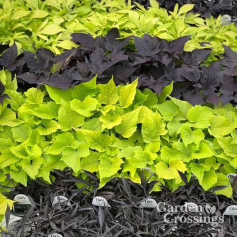 Do you use Potato Vines in your planters? If so what Potato Vine is your favorite? https://www.gardencrossings.com/product-category/annuals/sweet-potato-vine/ Sweet Potato Vine, Potato Vines, Annual Plants, Hanging Baskets, Garden Center, Sweet Potato, Perennials, Light Green, Soil