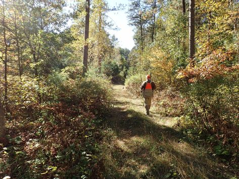 The Ultimate Grouse Hunting Guide - HuntTested Grouse Hunting, Hunting Guide, English Setters, Game Hunting, Forest Habitat, Pheasant Hunting, Fleece Headbands, Chesapeake Bay Retriever, Northern Minnesota