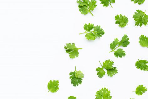 Fresh coriander leaves on white background. Premium Photo | Premium Photo #Freepik #photo #background #food #leaf #nature Background Food, Leaf Illustration, Leaves Vector, Coriander Leaves, Leaf Nature, Photo Editing Software, Gold Pattern, Photo Background, Premium Photo