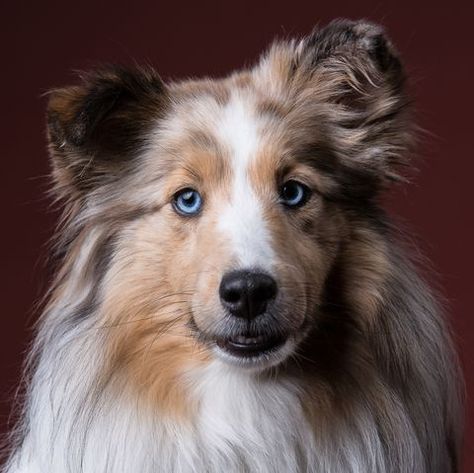 Shetland Sheepdogs, also called Shelties, can have blue eyes if they have a blue merle-colored coat. Dogs With Blue Eyes, Blue Merle Sheltie, Shetland Sheepdog Blue Merle, Sheltie Puppy, Weimaraner Puppies, Dane Puppies, Sheltie Dogs, Great Dane Puppy, English Mastiff