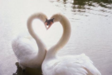 Romantic Animals, Terrence Loves You, You Are My Moon, Fire And Blood, Mazzy Star, Swan Song, White Swan, Perfect Love, Swan Lake