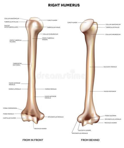 Humerus- upper arm bone. Detailed medical illustration from front and behind. La #Sponsored , #Affiliate, #sponsored, #arm, #Humerus, #front, #bone Hospital Background, Anatomy Stickers, Facial Routine, Arm Bones, Facial Routine Skincare, Medical Hospital, Facial Routines, Bone Stock, Routine Skincare