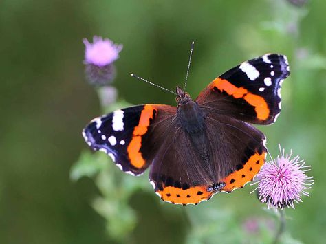 Red Admiral Butterfly, Admiral Butterfly, Grassland Habitat, Butterfly Flying, Butterfly Black And White, Butterflies Flying, British Wildlife, Bird Boxes, Butterfly Drawing