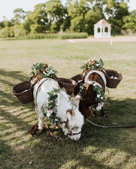 Cows At Weddings, City Farm, Future Wedding Plans, Big City, Wedding Plans, Grand Opening, Future Wedding, Wedding Inspo, Outdoor Wedding