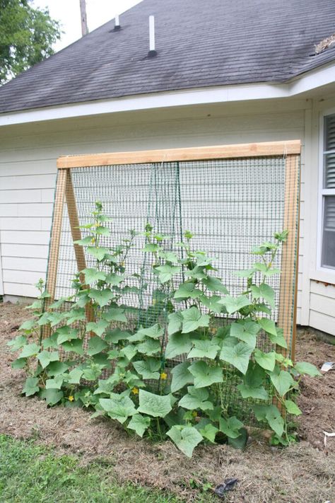 25 Best ideas to grow zucchini vertically in garden, raised beds or pots, with easy DIY trellises, arches, & tunnels for successful vegetable gardening. - A Piece of Rainbow, backyard, small space gardens, grow your own food, homestead, homesteading, spring, summer, edible garden, landscaping tips Cheap Garden Trellis, Cheap Trellis, Cucumber Trellis Diy, Low Maintenance Garden Design, Cheap Garden, Cucumber Trellis, Diy Garden Trellis, Building A Raised Garden, Diy Trellis