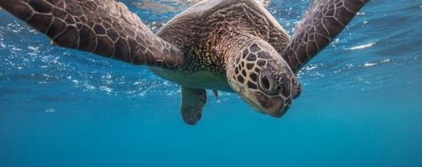 Snorkel with Turtles at Turtle Canyon - Hawaii Water Sports Center Sea Turtle Photography, Hawaii Underwater, Underwater Turtle, Hawaii Water, Language Learning Books, Turtle Photography, Lodge Restaurant, Types Of Turtles, Aimee Stewart